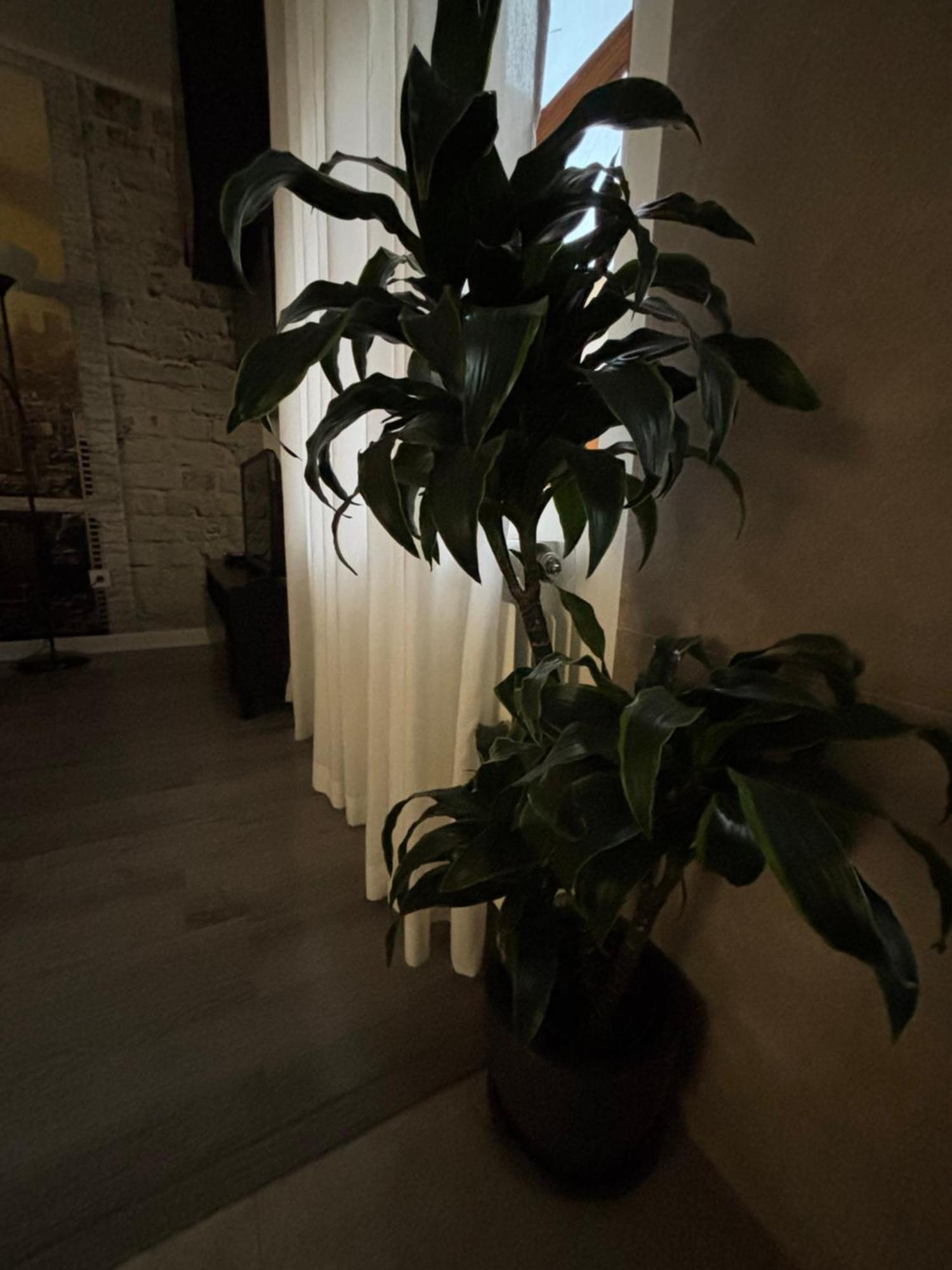 Apartamento Paula Valladolid Zewnętrze zdjęcie